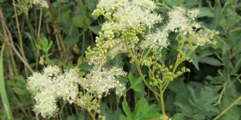 Tužebník jilmový (Filipendula ulmaria) 