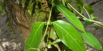 Vilkacora, kočičí dráp (Uncaria tomentosa)