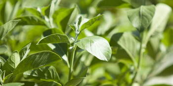 Vitanie snodárná (Withania somnifera) Aswaganda