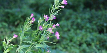 Vrbovka malokvětá (Epilobium parviflorum)