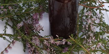 Vřes obecný (Calluna vulgaris)