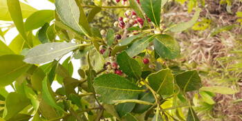 Mathé,Cesmína paraguayská (Ilex paraguariensis), Yerba mate 