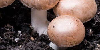 Žampion brazilský (Agaricus blazei)