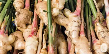 Zázvor lékařský (Zingiber officinale)